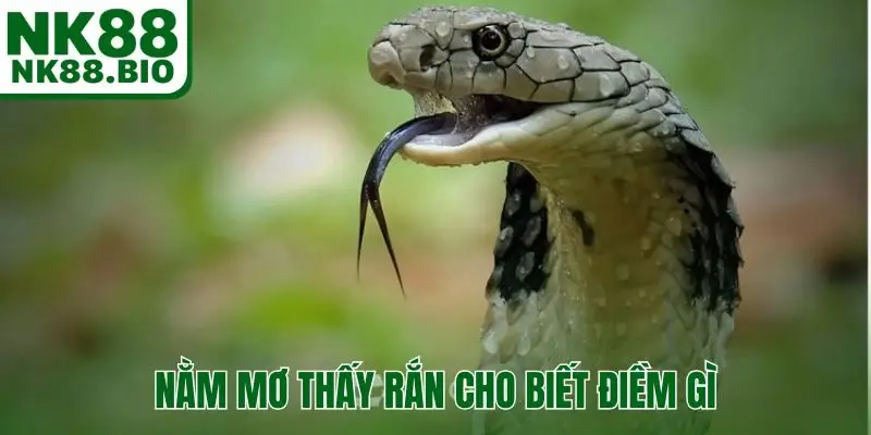 Nằm mơ thấy rắn cho biết điềm gì