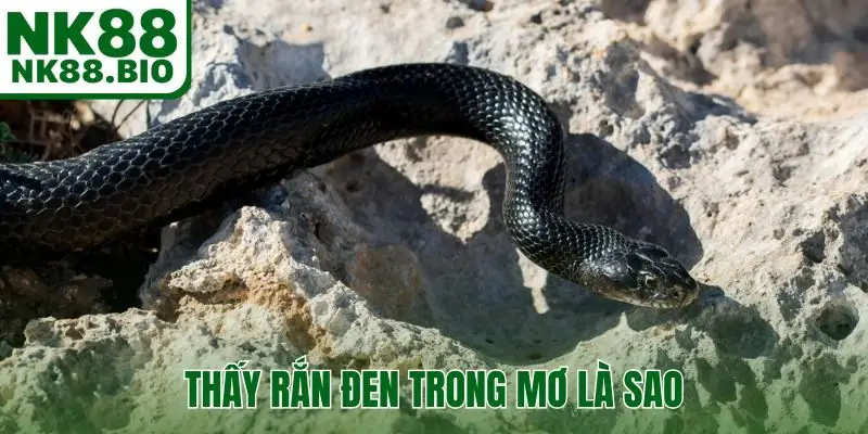 Thấy rắn đen trong mơ là sao